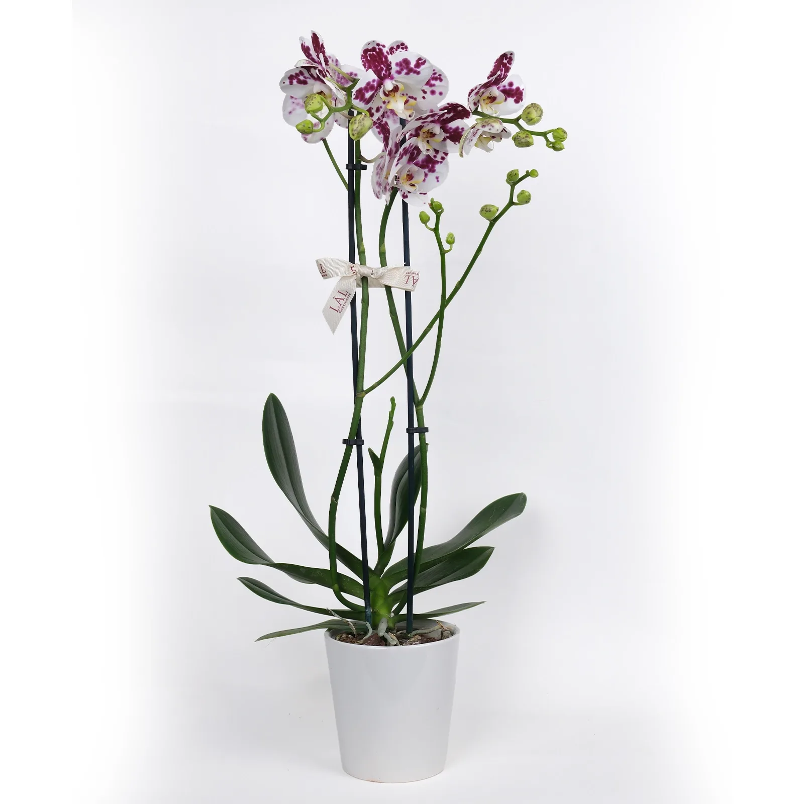 Çift Dallı Dalmaçyalı Phalaenopsis Orkide