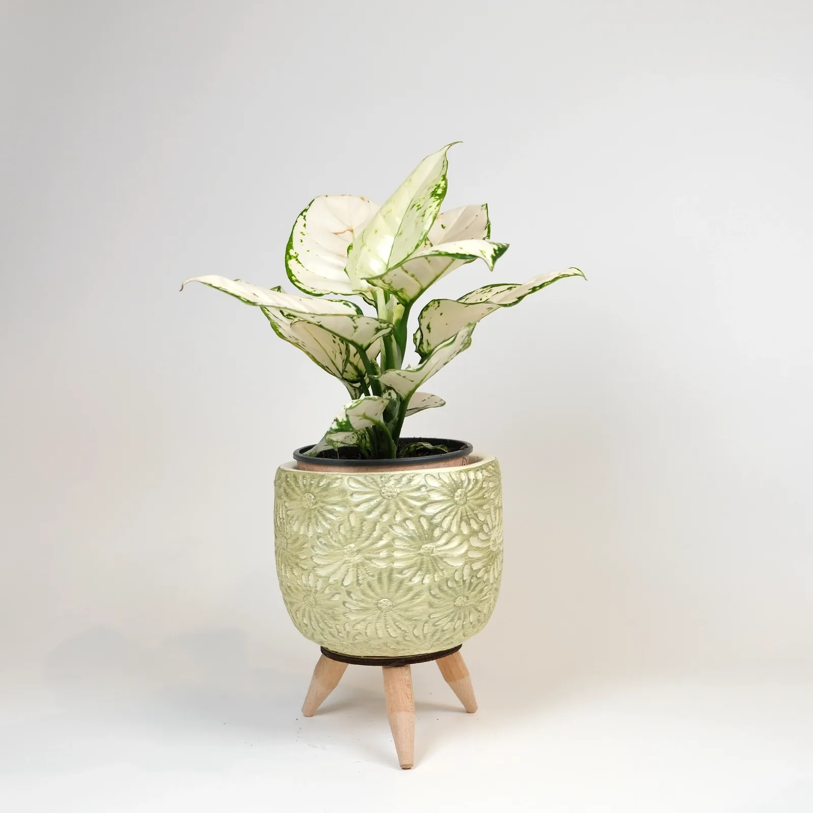 Aglaonema White Joy – Ayaklı Retro Saksıda