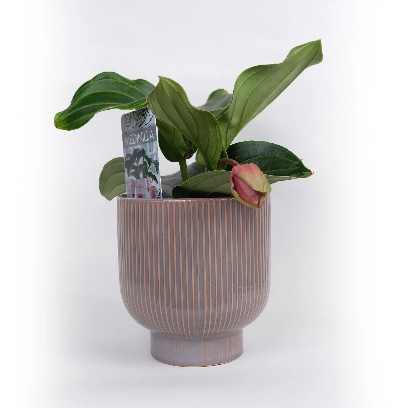Medinilla Magnifica (Görkemli Medinilla)
