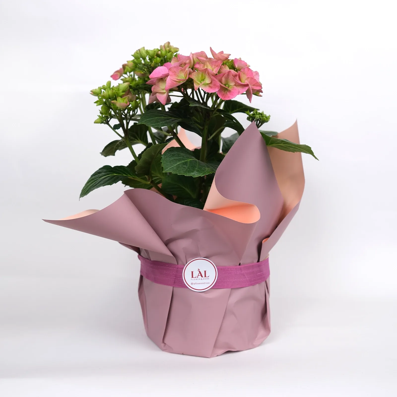 Pembe Ortanca (Hydrangea) - Özel Hediye Sunumunda
