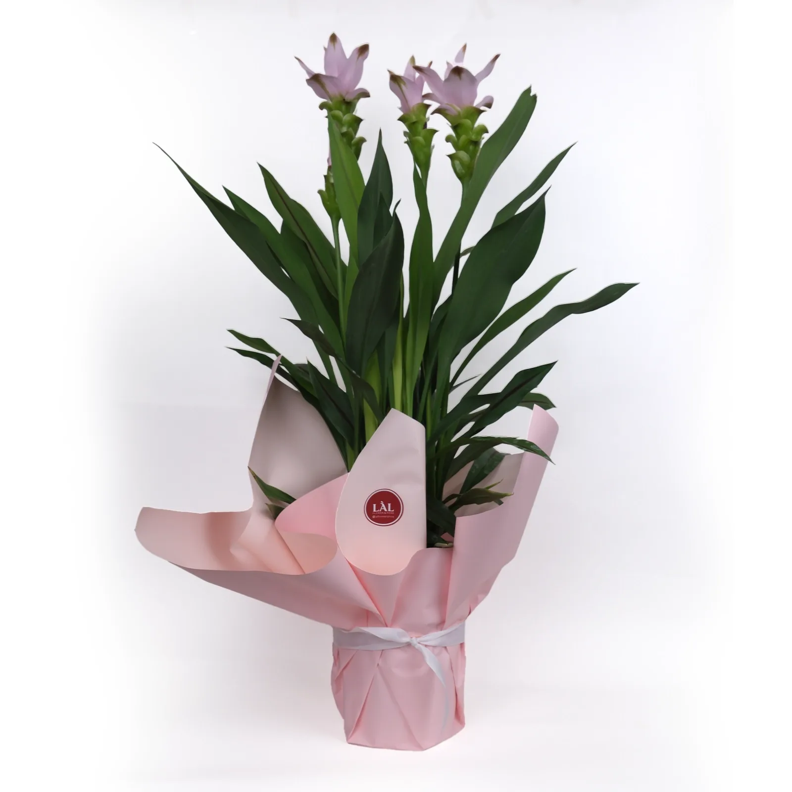 Curcuma (Tayland Lalesi) - Özel Hediye Sunumunda