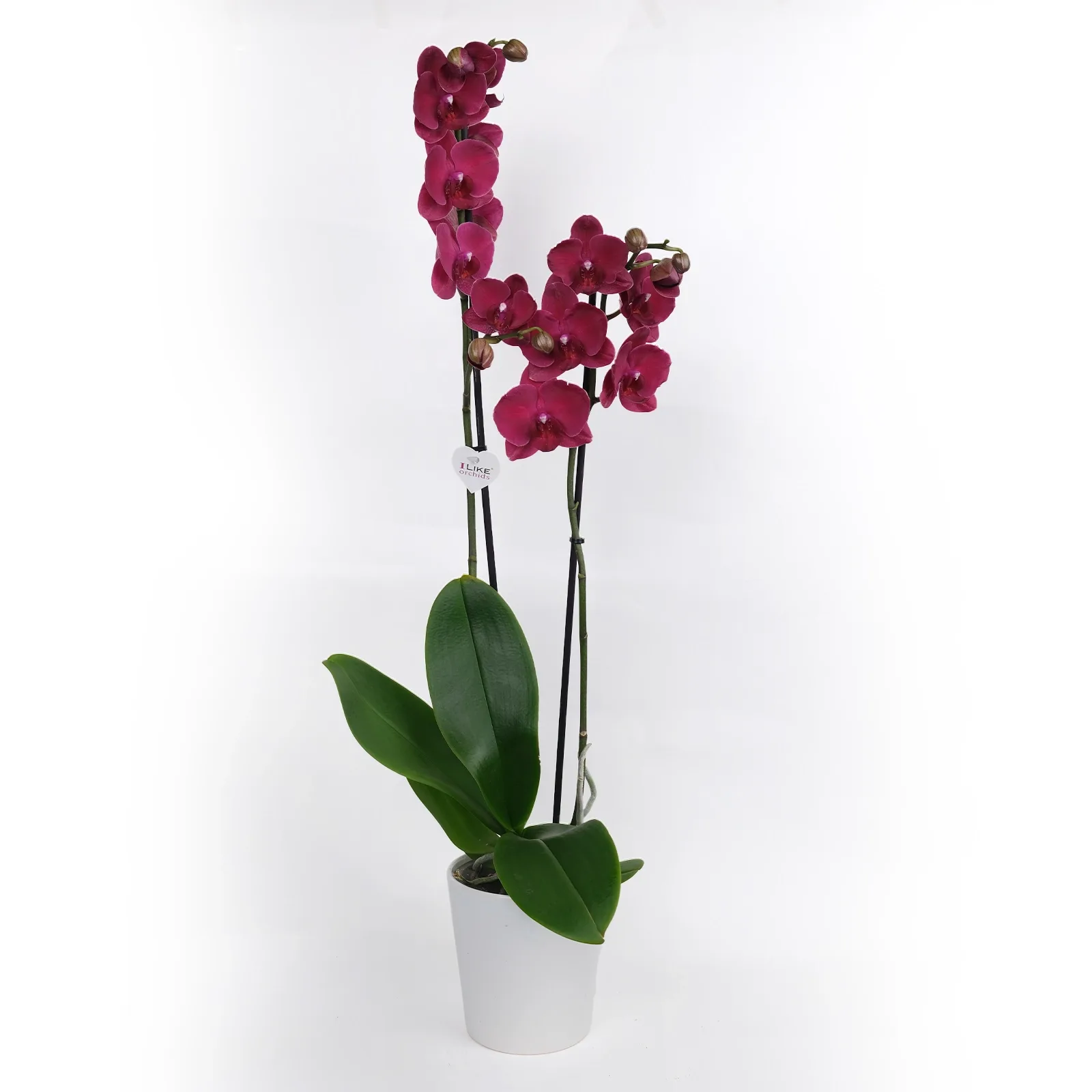 Çift Dallı Mürdüm Phalaenopsis Orkide
