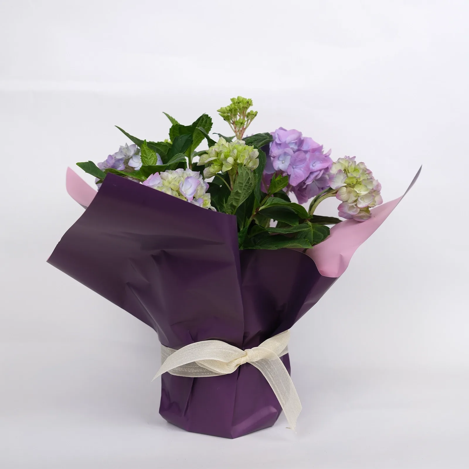 Lila Ortanca (Hydrangea) - Özel Hediye Sunumunda