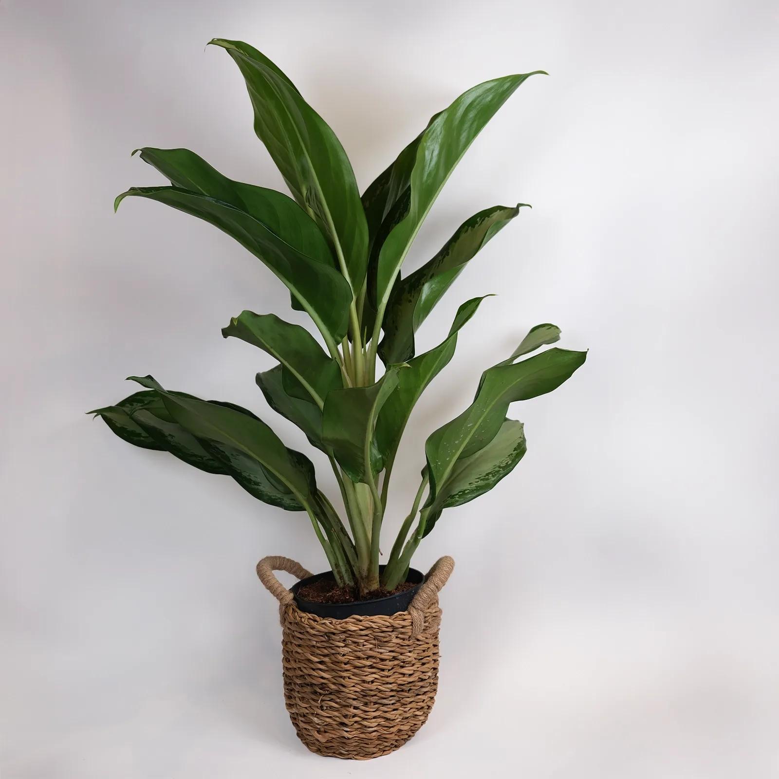 Hasır Sepette Dev Aglaonema