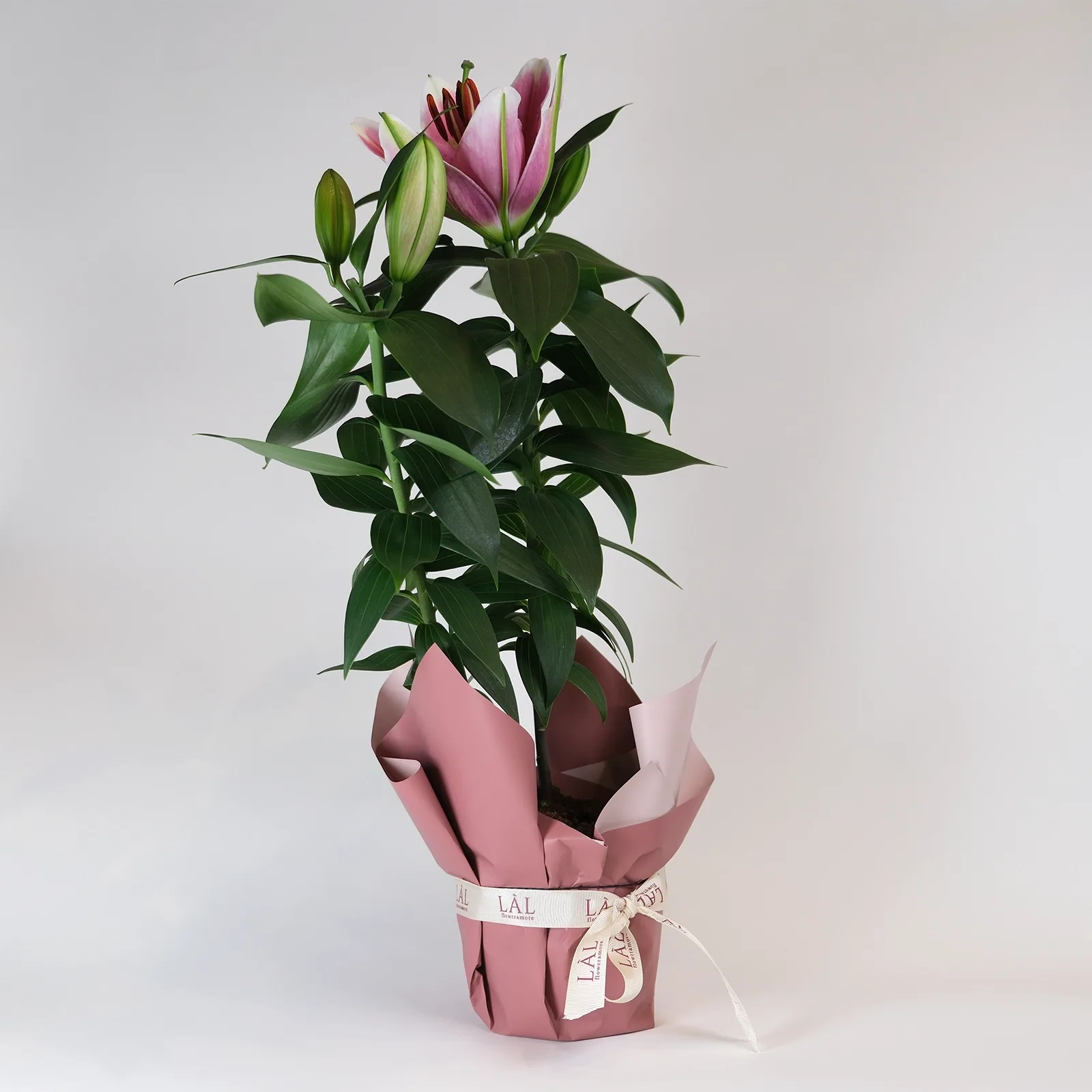 Saksıda Pembe Oriental Zambak (Lilyum)