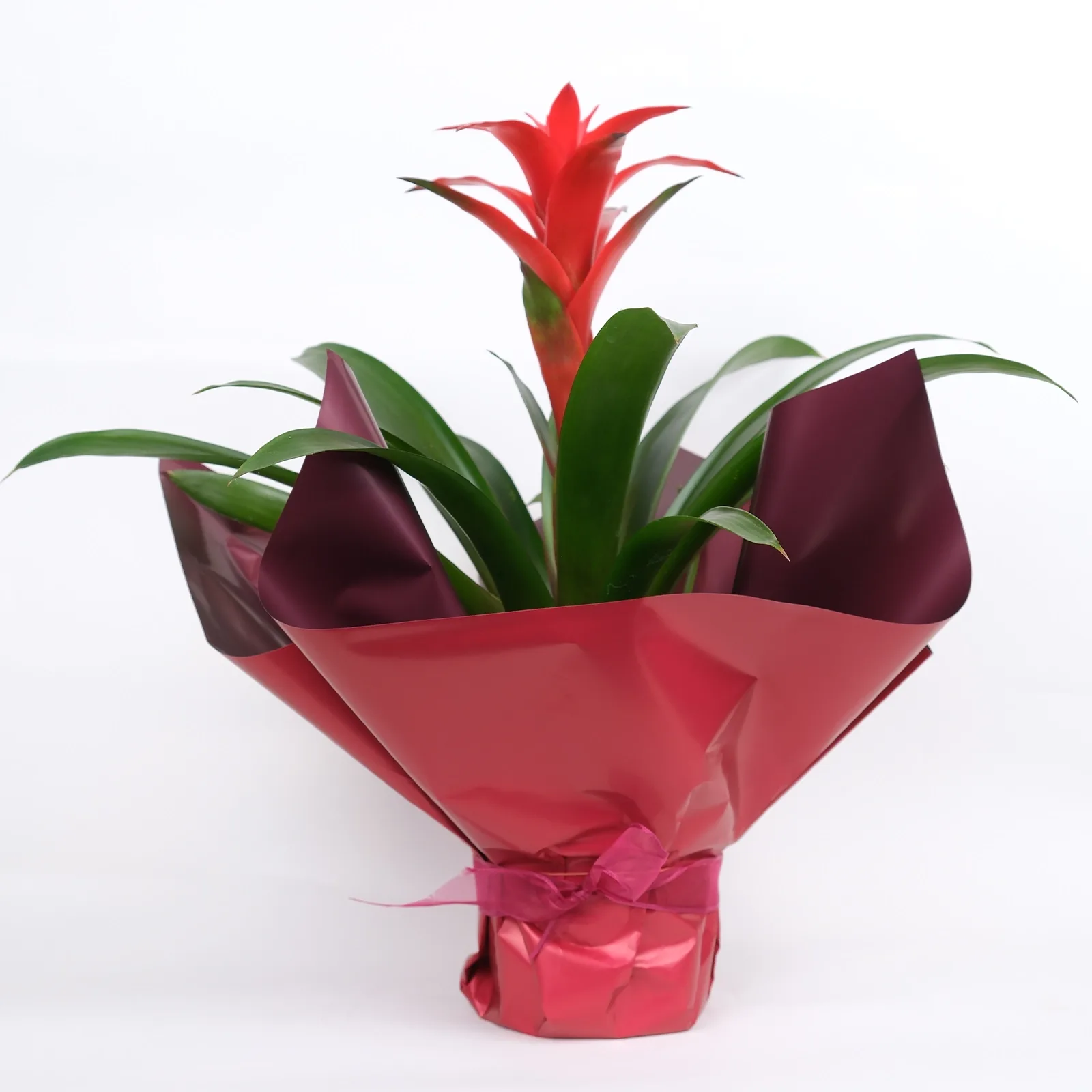 Guzmania (Kırmızı Yıldız Çiçeği)