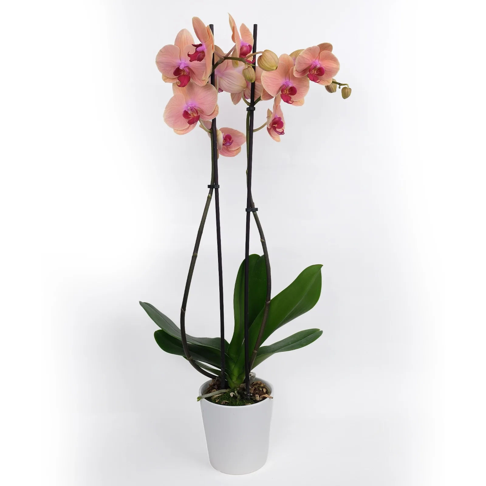 Çift Dallı Şeftali Phalaenopsis Orkide (Şeftali Koray)