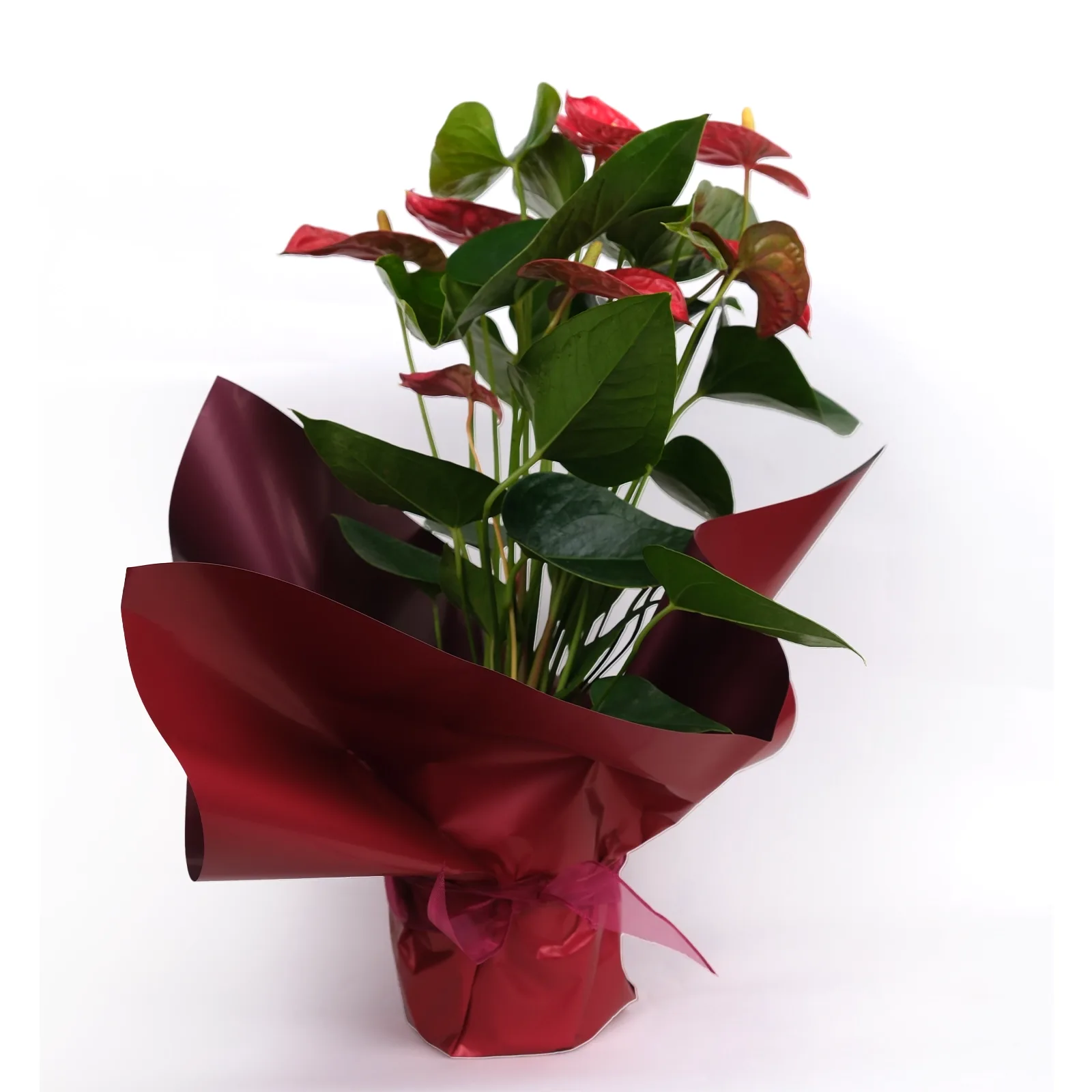 Kırmızı Antoryum (Anthurium) - Flamingo Çiçeği