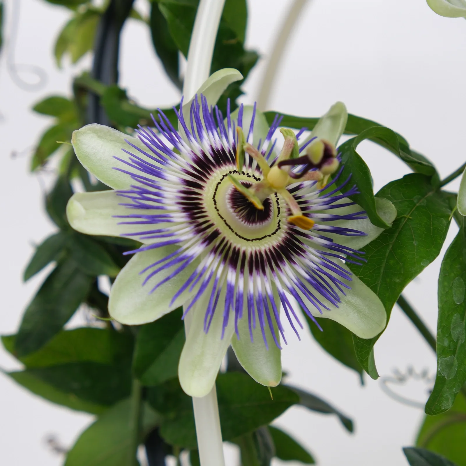Passiflora (Çarkıfelek Çiçeği)