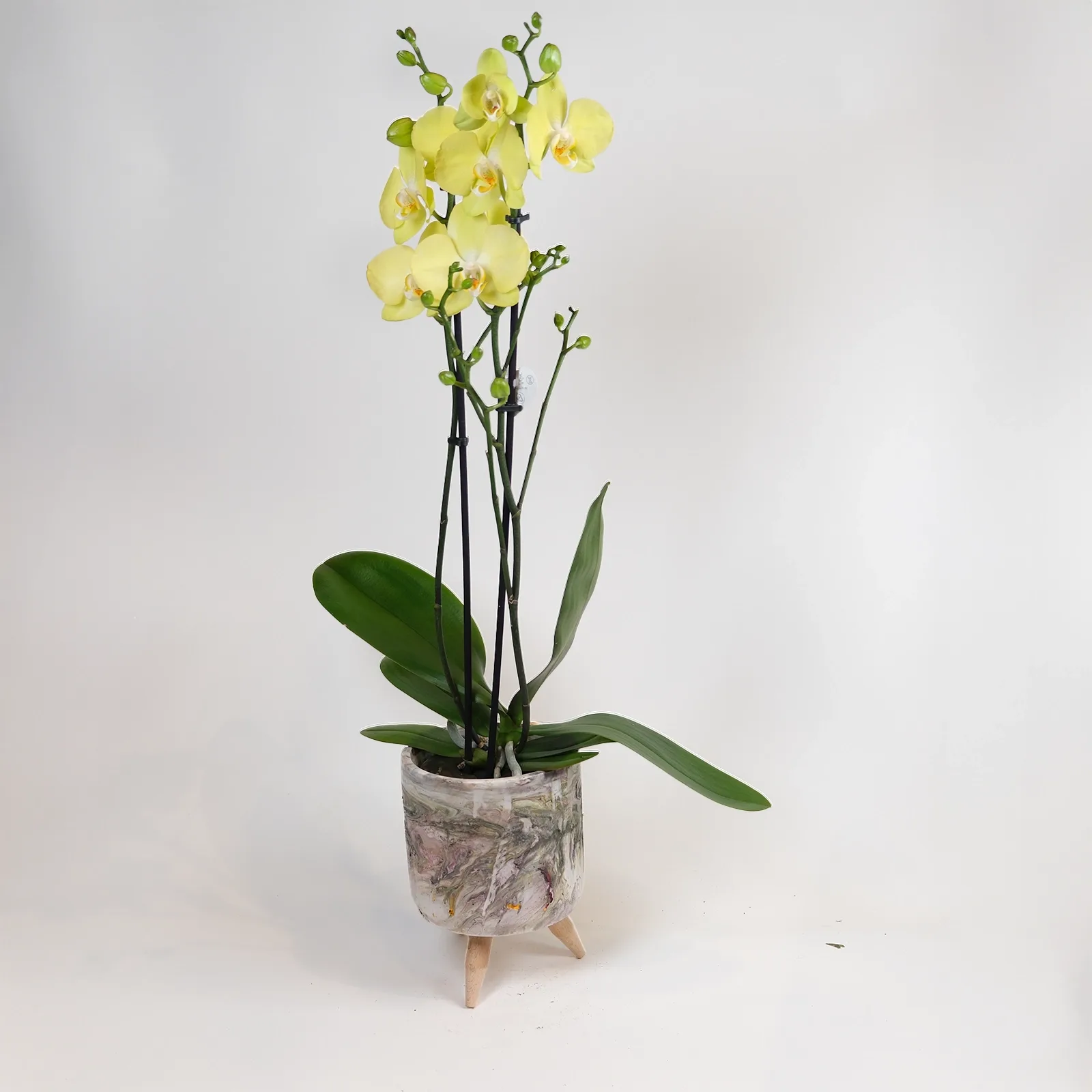 LÀL Luxury: Premium Çift Dallı Sarı Phalaenopsis