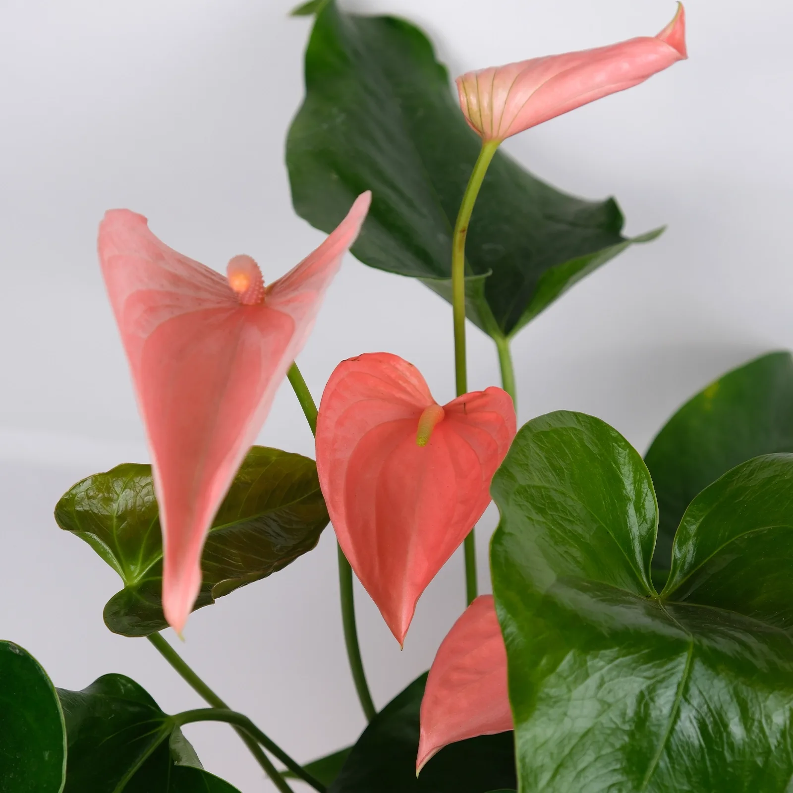 Pembe Antoryum (Anthurium) - Hediye Paketinde