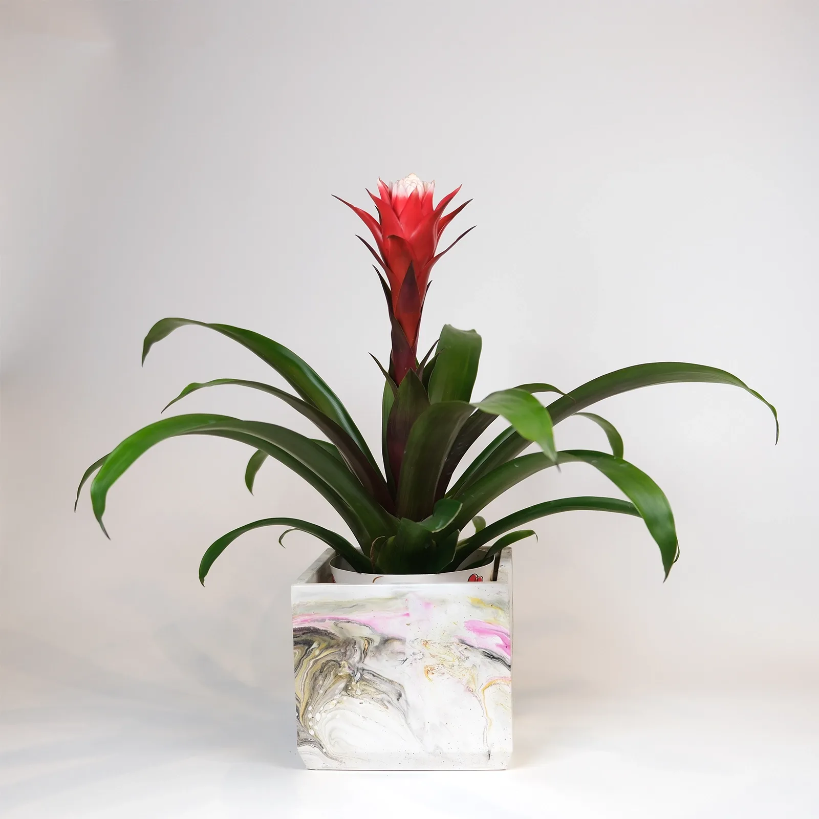 Kırmızı Hope Guzmanya (Guzmania) – Kare Mermer Desenli Saksıda