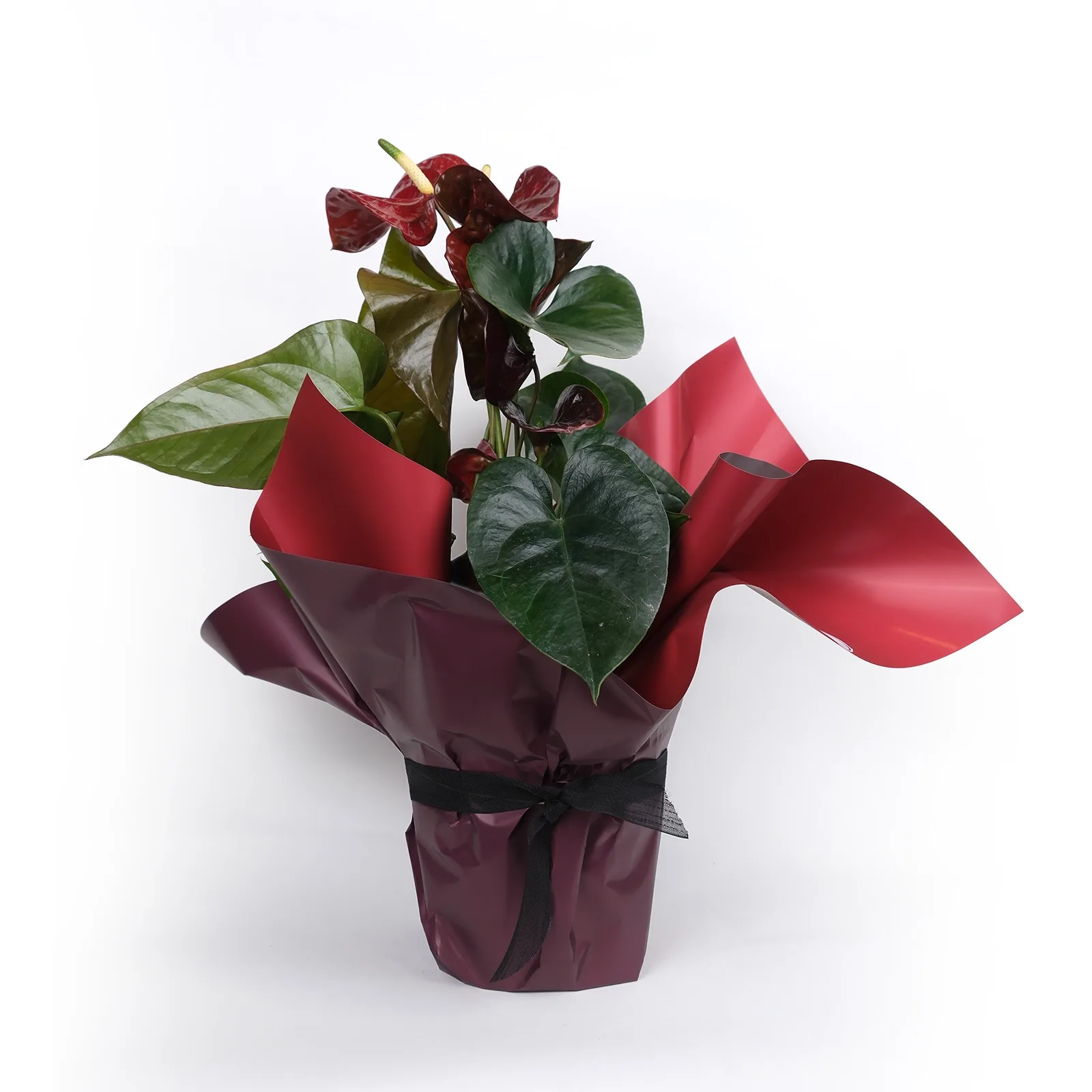 Bordo Antoryum (Anthurium) - Özel Hediye Paketinde
